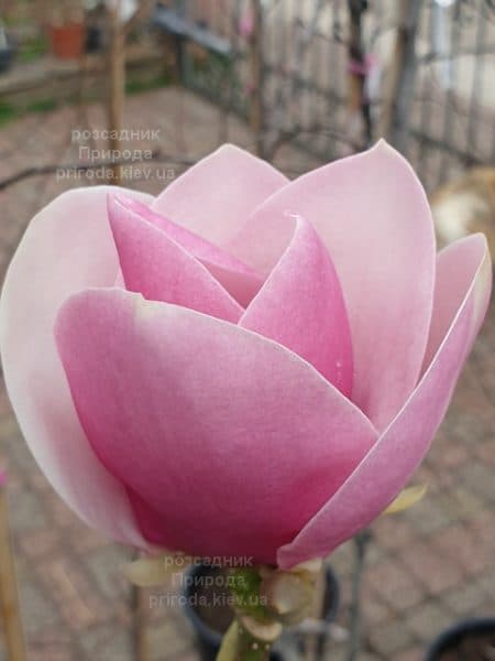 Магнолія Суланжа Камея (Magnolia soulangeana Cameo) ФОТО Розсадник рослин Природа (18)