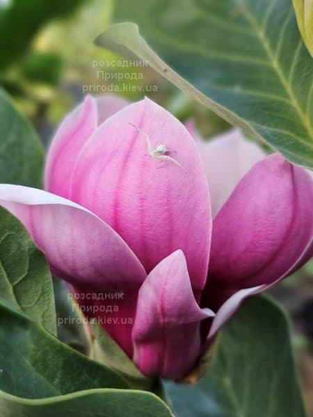 Магнолія Сейлем (Magnolia WB Salem) ФОТО Розсадник рослин Природа