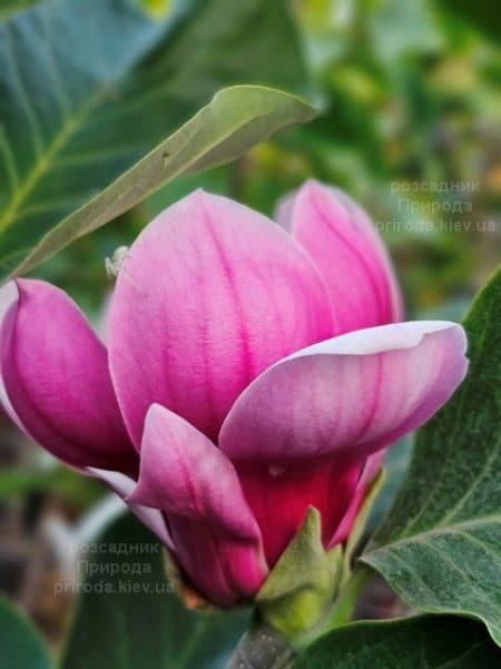 Магнолія Сейлем (Magnolia WB Salem) ФОТО Розсадник рослин Природа