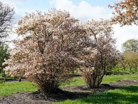 Ірга Ламарка (Amelanchier lamarckii) ФОТО Розсадник рослин Природа