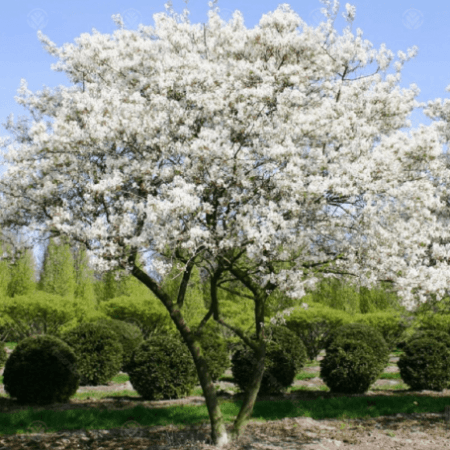 Ірга Ламарка (Amelanchier lamarckii) ФОТО Розсадник рослин Природа