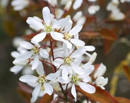 Ірга Ламарка (Amelanchier lamarckii) ФОТО Розсадник рослин Природа