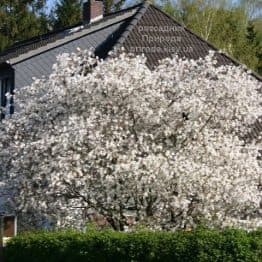 Ірга Ламарка (Amelanchier lamarckii) ФОТО Розсадник рослин Природа