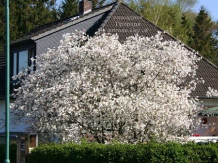 Ірга Ламарка (Amelanchier lamarckii) ФОТО Розсадник рослин Природа