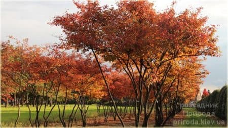 Ірга Ламарка (Amelanchier lamarckii) ФОТО Розсадник рослин Природа