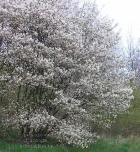 Ірга Ламарка (Amelanchier lamarckii) ФОТО Розсадник рослин Природа