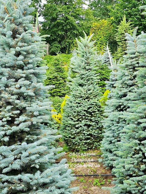 Ялина Глаука (Picea pungens Glauca) ФОТО Розсадник рослин Природа