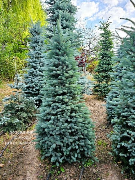 Ялина Глаука (Picea pungens Glauca) ФОТО Розсадник рослин Природа