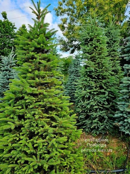 Ялина Глаука (Picea pungens Glauca) ФОТО Розсадник рослин Природа