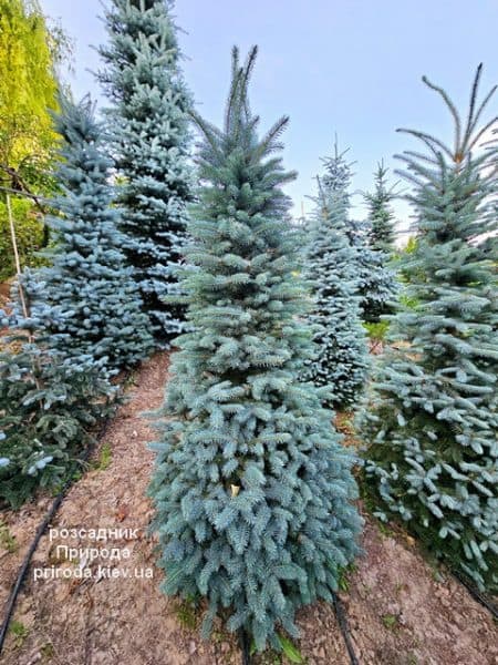 Ялина Глаука (Picea pungens Glauca) ФОТО Розсадник рослин Природа