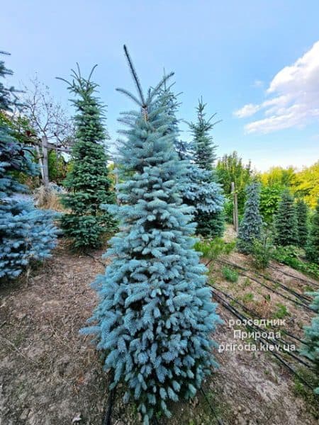 Ялина Глаука (Picea pungens Glauca) ФОТО Розсадник рослин Природа