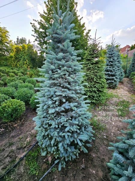 Ялина Глаука (Picea pungens Glauca) ФОТО Розсадник рослин Природа