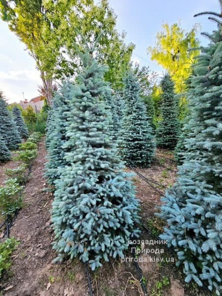 Ялина Глаука (Picea pungens Glauca) ФОТО Розсадник рослин Природа