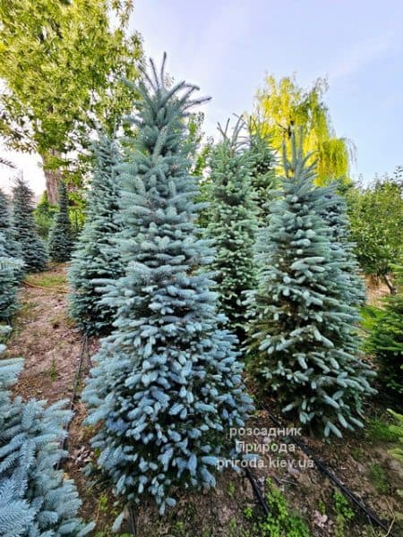 Ялина Глаука (Picea pungens Glauca) ФОТО Розсадник рослин Природа