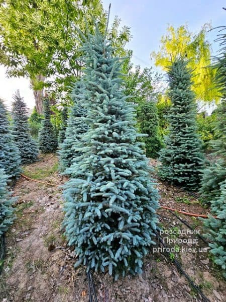 Ялина Глаука (Picea pungens Glauca) ФОТО Розсадник рослин Природа