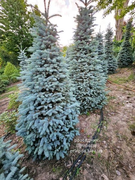 Ялина Глаука (Picea pungens Glauca) ФОТО Розсадник рослин Природа