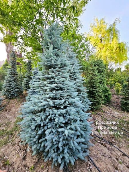 Ялина Глаука (Picea pungens Glauca) ФОТО Розсадник рослин Природа