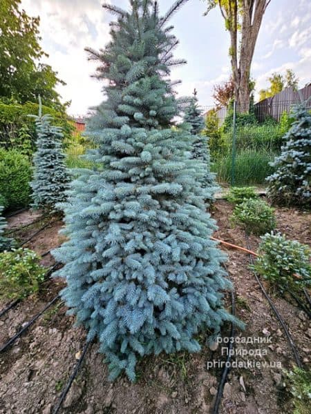 Ялина Глаука (Picea pungens Glauca) ФОТО Розсадник рослин Природа