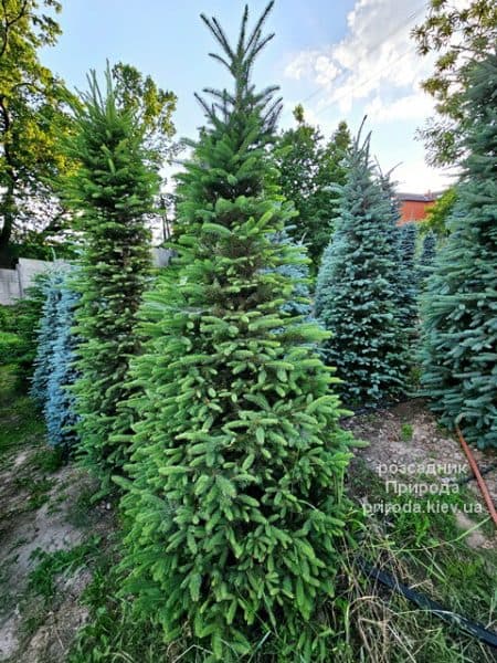 Ялина Глаука (Picea pungens Glauca) ФОТО Розсадник рослин Природа