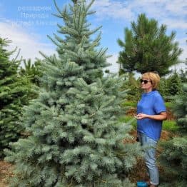 Ялиця одноколірна (Abies Concolor) ФОТО Розсадник рослин Природ