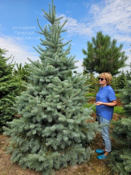 Ялиця одноколірна(Abies Concolor) ФОТО Розсадник рослин Природа