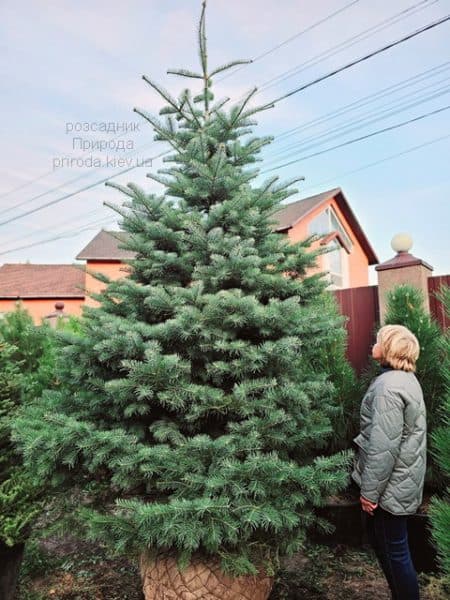 Ялиця одноколірна (Abies Concolor) ФОТО Розсадник рослин Природа