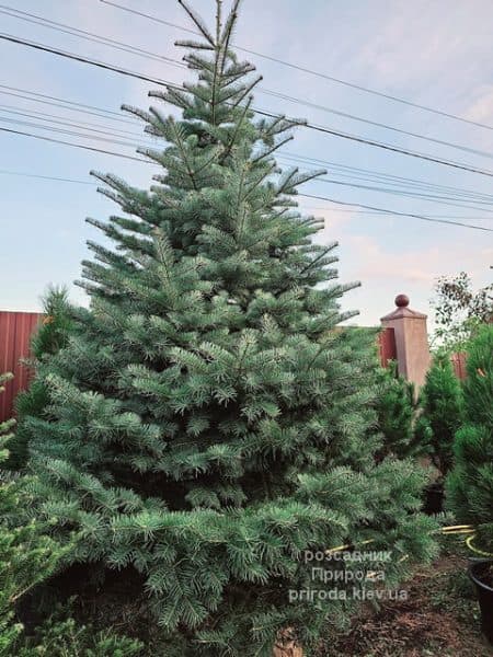 Ялиця одноколірна(Abies Concolor) ФОТО Розсадник рослин Природа