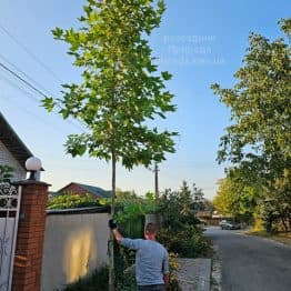 Платан кленолистий іспанський (Platanus hispanica acerifolia) ФОТО Розсадник рослин Природа