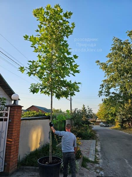 Платан кленолистий іспанська (Platanus hispanica acerifolia) ФОТО Розсадник рослин Природа