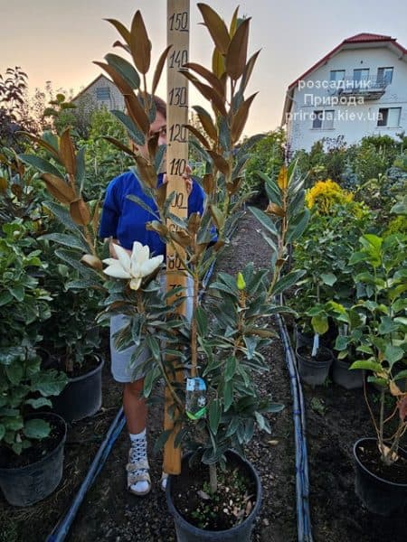 Магнолія великоквіткова Алта (Magnolia grandiflora Alta) ФОТО Розсадник рослин Природа (14)