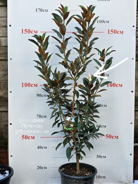 Магнолія великоквіткова Алта (Magnolia grandiflora Alta) ФОТО Розсадник рослин Природа (18)