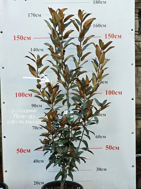 Магнолія великоквіткова Алта (Magnolia grandiflora Alta) ФОТО Розсадник рослин Природа (19)