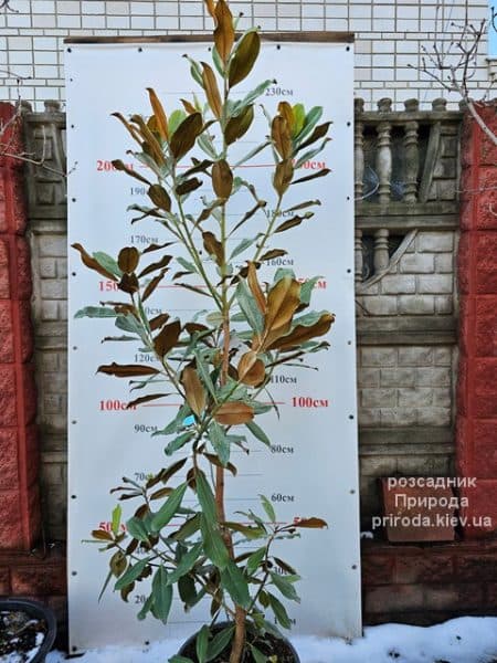 Магнолія великоквіткова Голіаф (Magnolia grandiflora Goliath Praecox) ФОТО Розсадник рослин Природа (10)