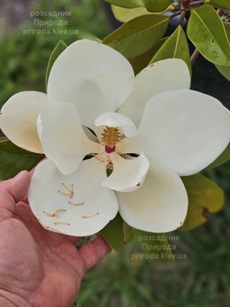 Магнолія великоквіткова Голіаф (Magnolia grandiflora Goliath Praecox) ФОТО Розсадник рослин Природа (11)