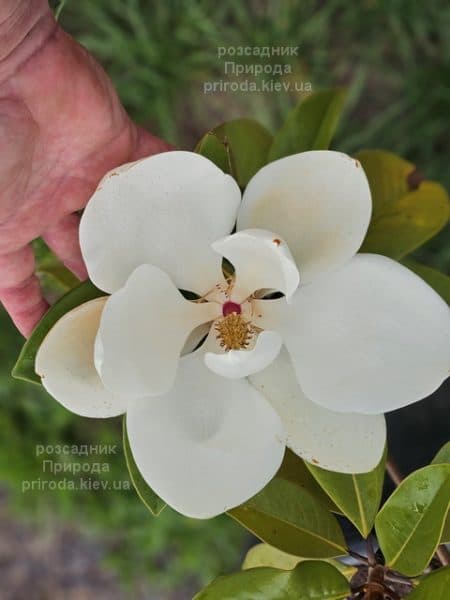 Магнолія великоквіткова Голіаф (Magnolia grandiflora Goliath Praecox) ФОТО Розсадник рослин Природа (12)