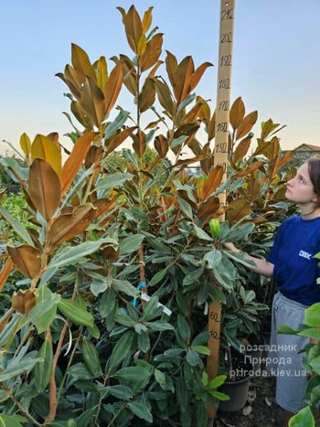 Магнолія великоквіткова Голіаф (Magnolia grandiflora Goliath Praecox) ФОТО Розсадник рослин Природа (3)