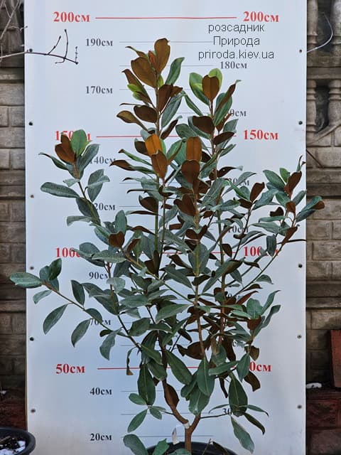 Магнолія великоквіткова Голіаф (Magnolia grandiflora Goliath Praecox) ФОТО Розсадник рослин Природа (4)