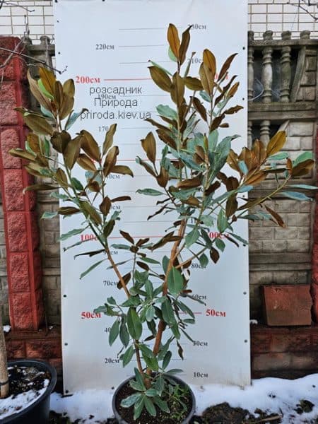 Магнолія великоквіткова Голіаф (Magnolia grandiflora Goliath Praecox) ФОТО Розсадник рослин Природа (6)