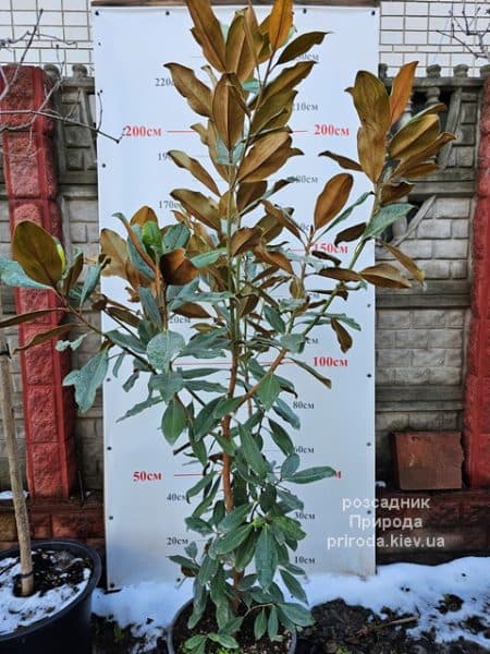 Магнолія великоквіткова Голіаф (Magnolia grandiflora Goliath Praecox) ФОТО Розсадник рослин Природа (7)