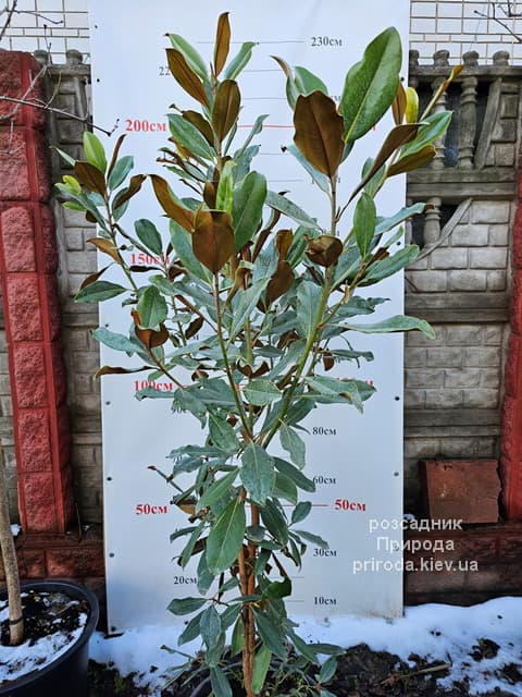 Магнолія великоквіткова Голіаф (Magnolia grandiflora Goliath Praecox) ФОТО Розсадник рослин Природа (8)