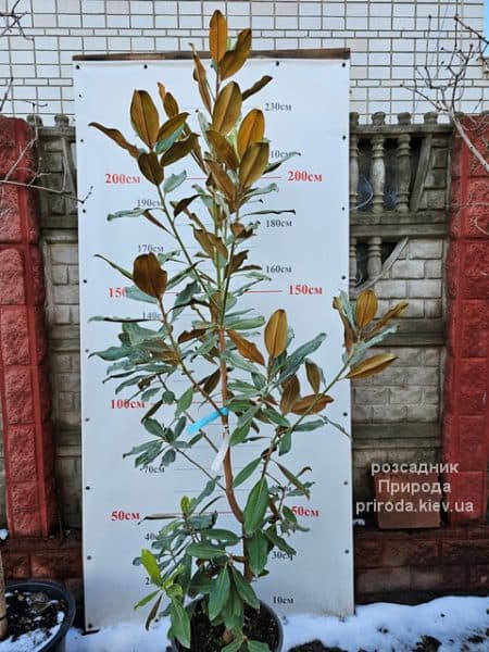 Магнолія великоквіткова Голіаф (Magnolia grandiflora Goliath Praecox) ФОТО Розсадник рослин Природа (9)