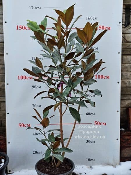 Магнолія вічнозелена великоквіткова Літл Джем (Magnolia grandiflora Little Gem) ФОТО Розсадник рослин Природа (12)