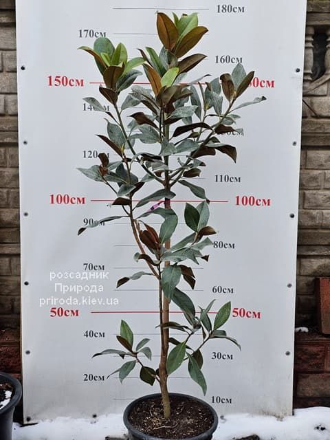 Магнолія вічнозелена великоквіткова Літл Джем (Magnolia grandiflora Little Gem) ФОТО Розсадник рослин Природа (14)