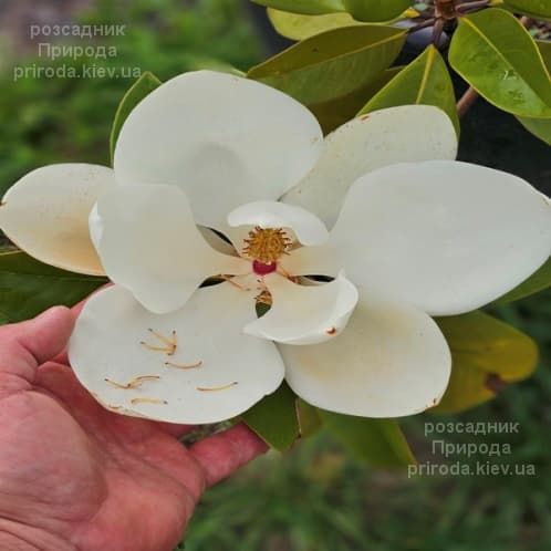Магнолія великоквіткова (Magnolia grandiflora) ФОТО Розсадник рослин Природа
