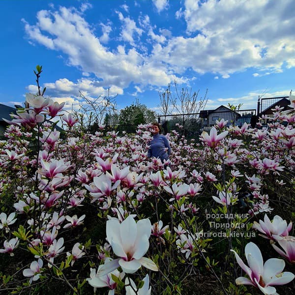 Магнолія Суланжа (Magnolia soulangeana) ФОТО Розсадник рослин Природа (46)