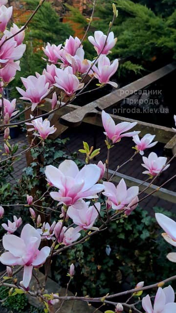 Магнолія Суланжа (Magnolia soulangeana) ФОТО Розсадник рослин Природа (47)