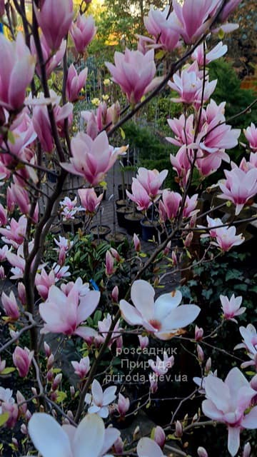 Магнолія Суланжа (Magnolia soulangeana) ФОТО Розсадник рослин Природа (48)
