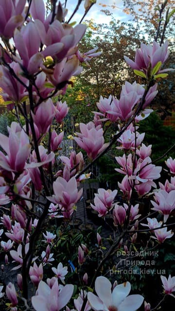 Магнолія Суланжа (Magnolia soulangeana) ФОТО Розсадник рослин Природа (49)