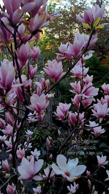 Магнолія Суланжа (Magnolia soulangeana) ФОТО Розсадник рослин Природа (50)