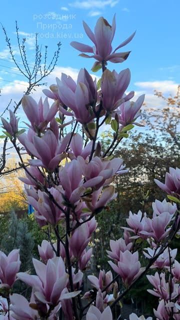 Магнолія Суланжа (Magnolia soulangeana) ФОТО Розсадник рослин Природа (51)